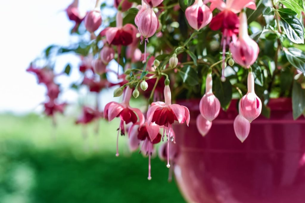 close up of the pink petals surrounding the red centres of fuchsia flowers dangling from a pink pot
