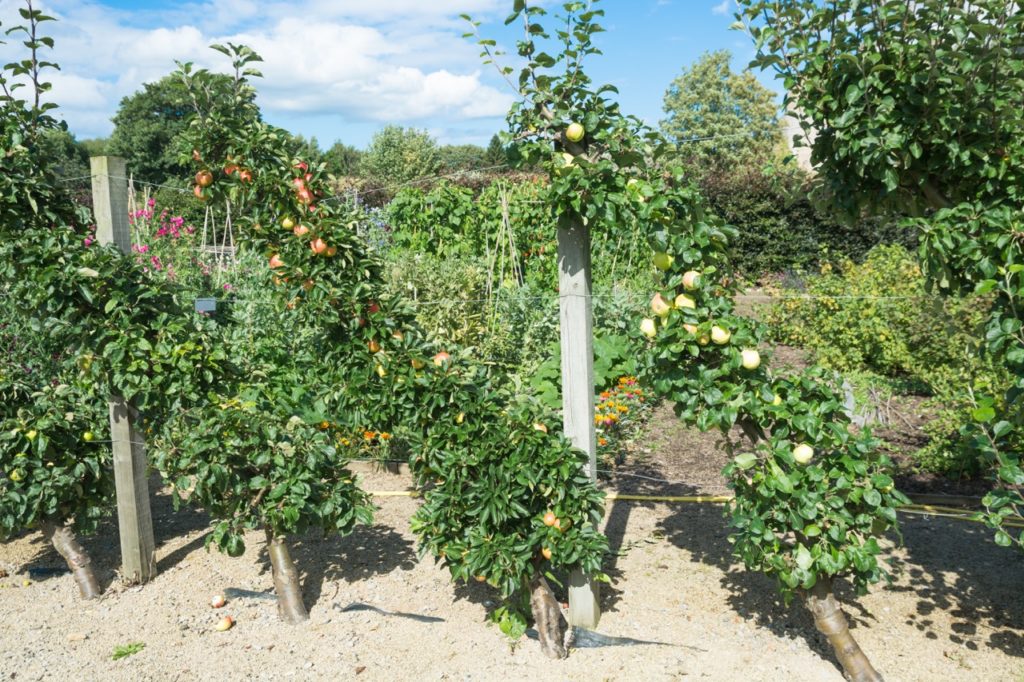 cordon malus trees with red and green fruits growing in columns in a vegetable garden