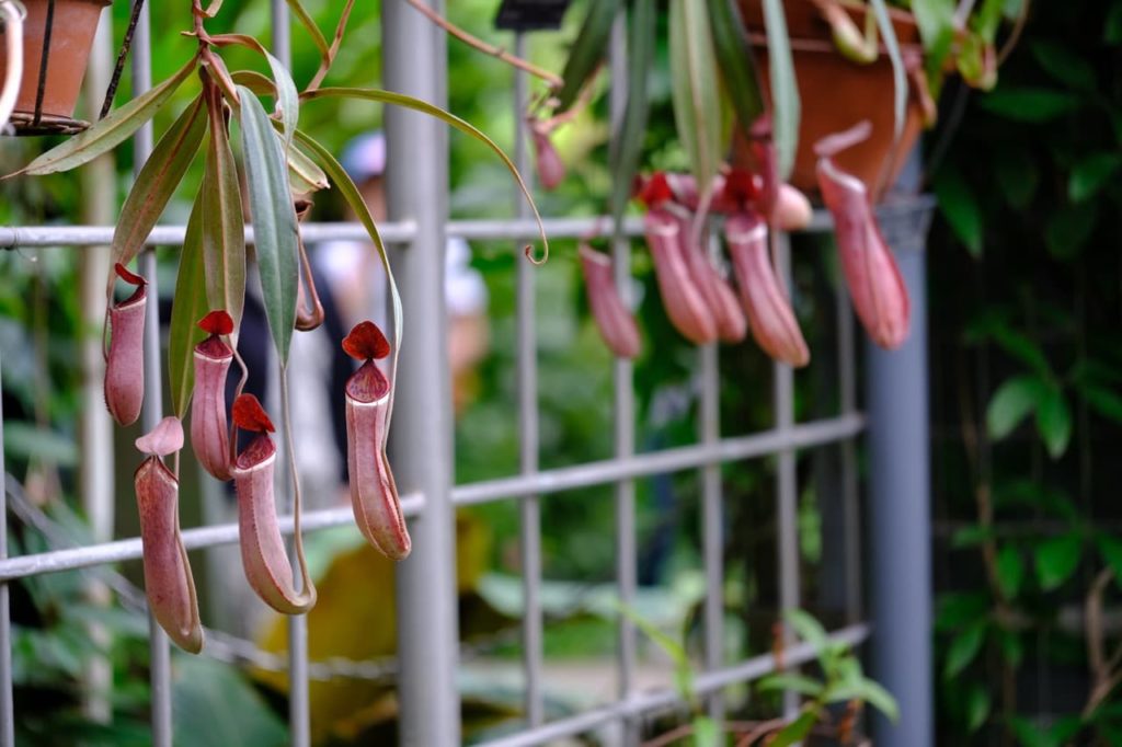 pink traps from pitcher plants growing in hanging baskets against a fence