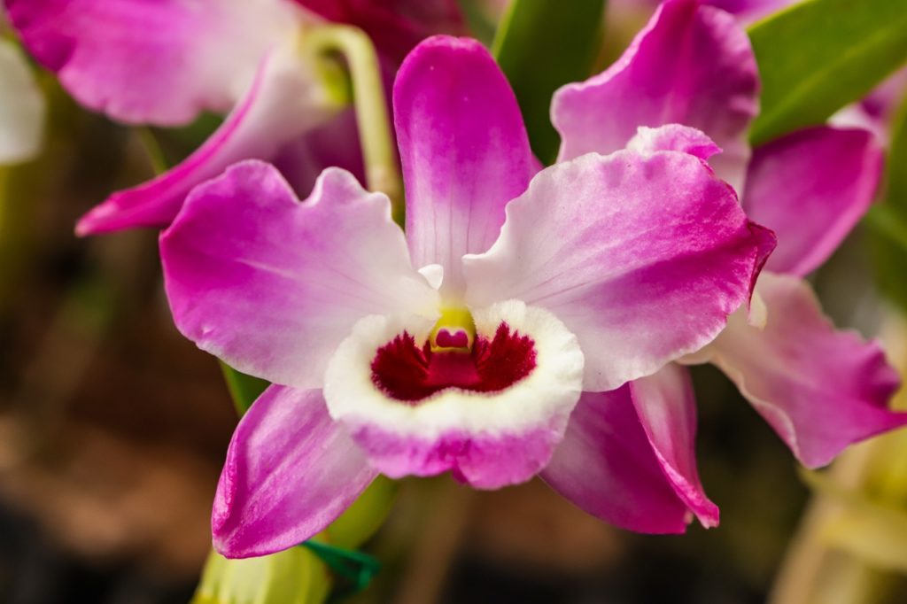 pink petals from a noble dendrobium flushed with white and red towards the centre