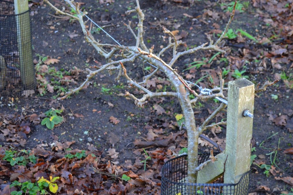 an apple tree in the winter growing horizontally between two wooden stakes in a step-over form