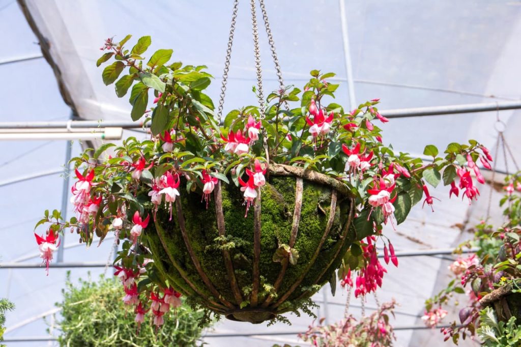 white and red fuchsia flowers hanging from a container basket suspended from the ceiling in a large greenhouse