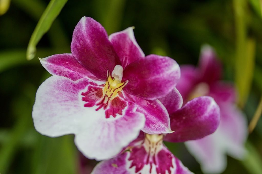 close-up of a pink and white pansy orchid with a yellow throat