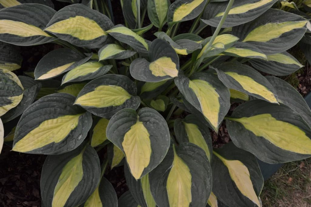 &lsquo;gypsy rose&rsquo; variety of hosta with dark green leaves that are variegated