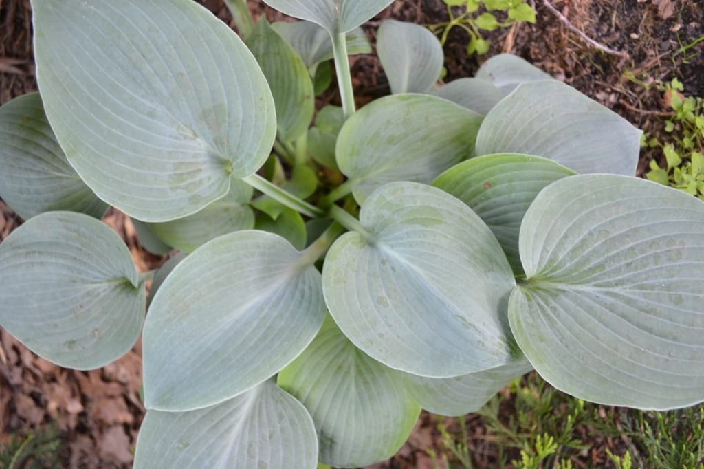 silvery green heart-shaped foliage of plantain lily &lsquo;Hadspen Blue&rsquo;