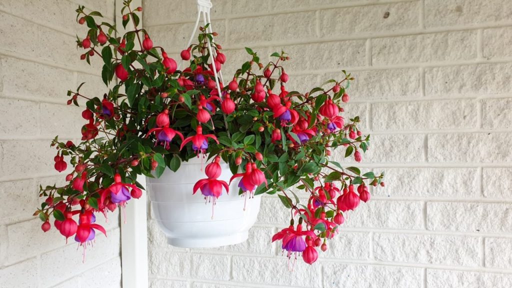 pink and purple cup-shaped fuchsia flowers dangling in abundance over the rim of a white hanging container