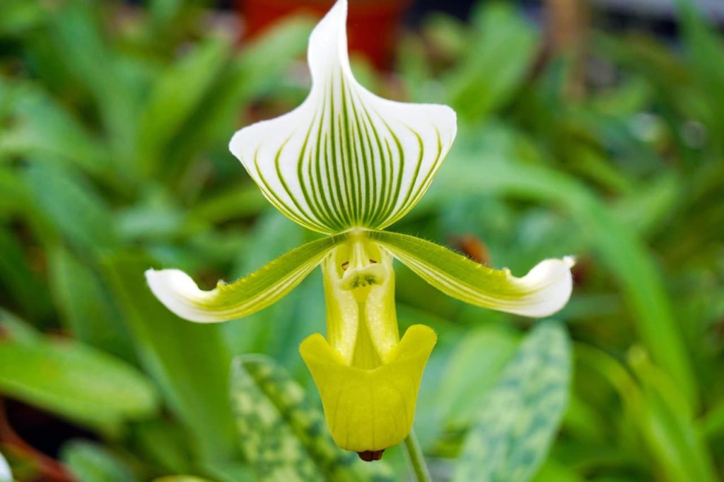Paphiopedilum &lsquo;Clair de Lune&rsquo; with white petals streaked with green and a green coloured &lsquo;slipper&rsquo;