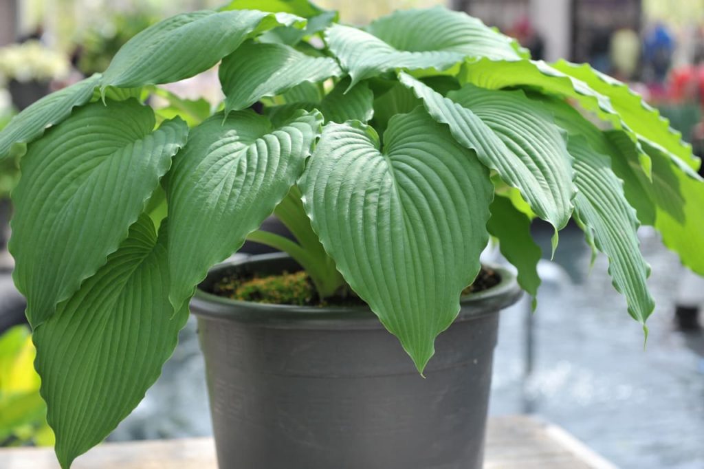a potted hosta &lsquo;niagara falls&rsquo; with crinkled wavy leaves