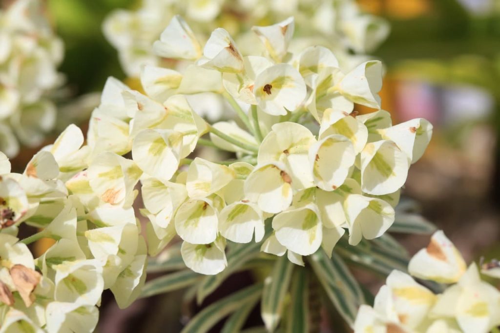 E. characias with cup-shaped cream coloured flowers