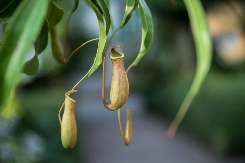 a stem connecting the drooping green leaves of a pitcher plant to its tube-shaped traps