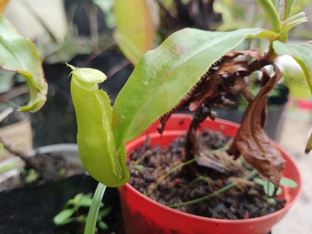 potted nepenthes plant with browning foliage and furry green leaves bearing green traps