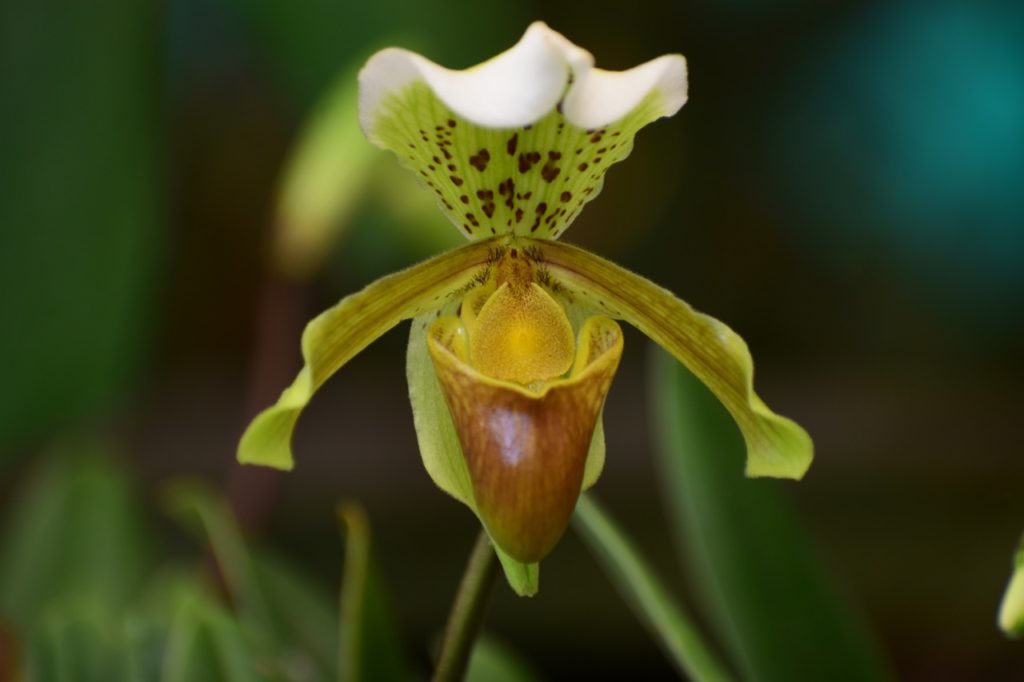 the flower of a splendid paphiopedilum with green petals flecked with brown spots