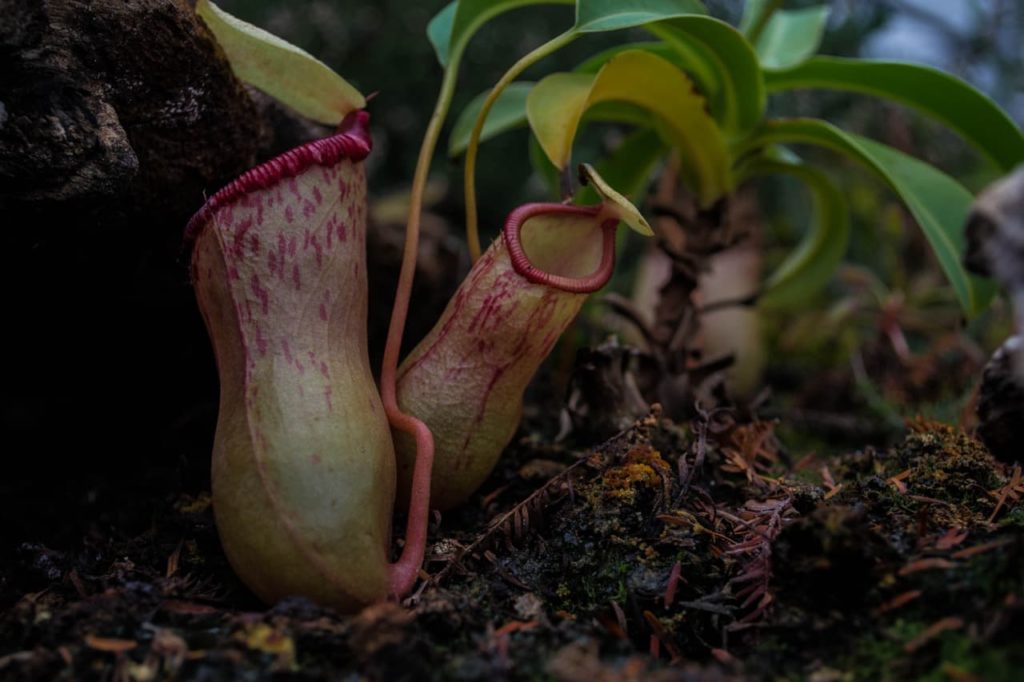 large traps from a monkey cup plant growing in mossy soil outdoors