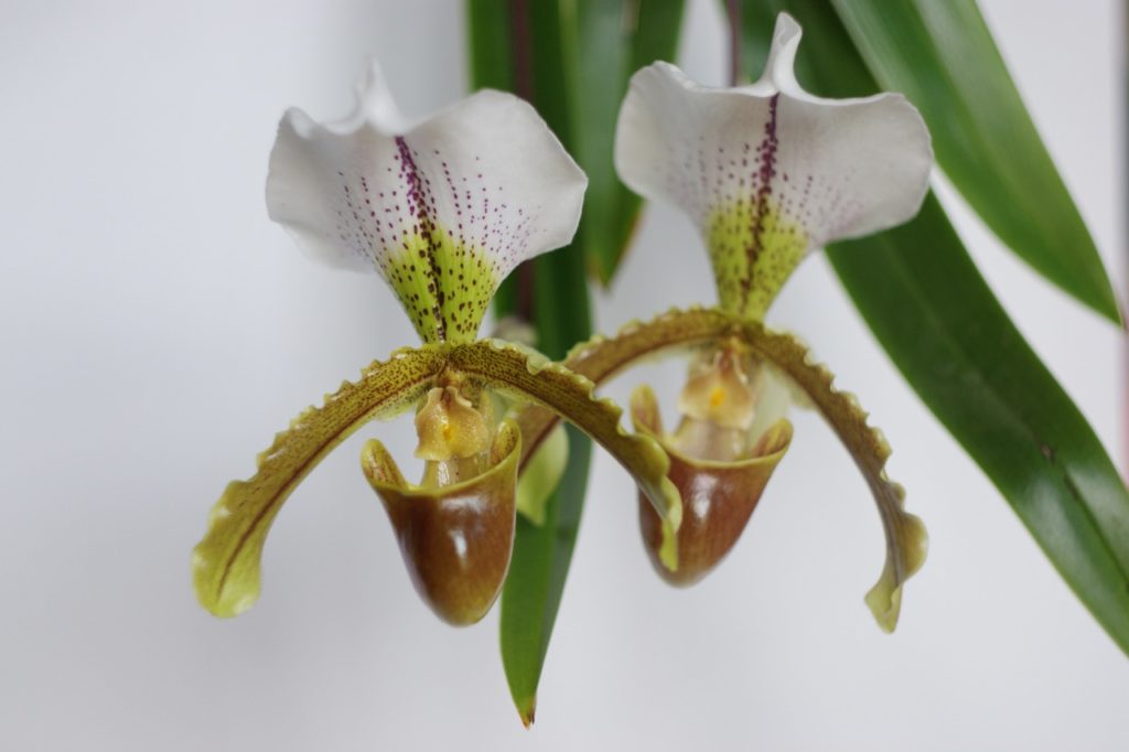P. &lsquo;Leeanum&rsquo; orchid with a brown pouch, and white petals with green flushes and red spots