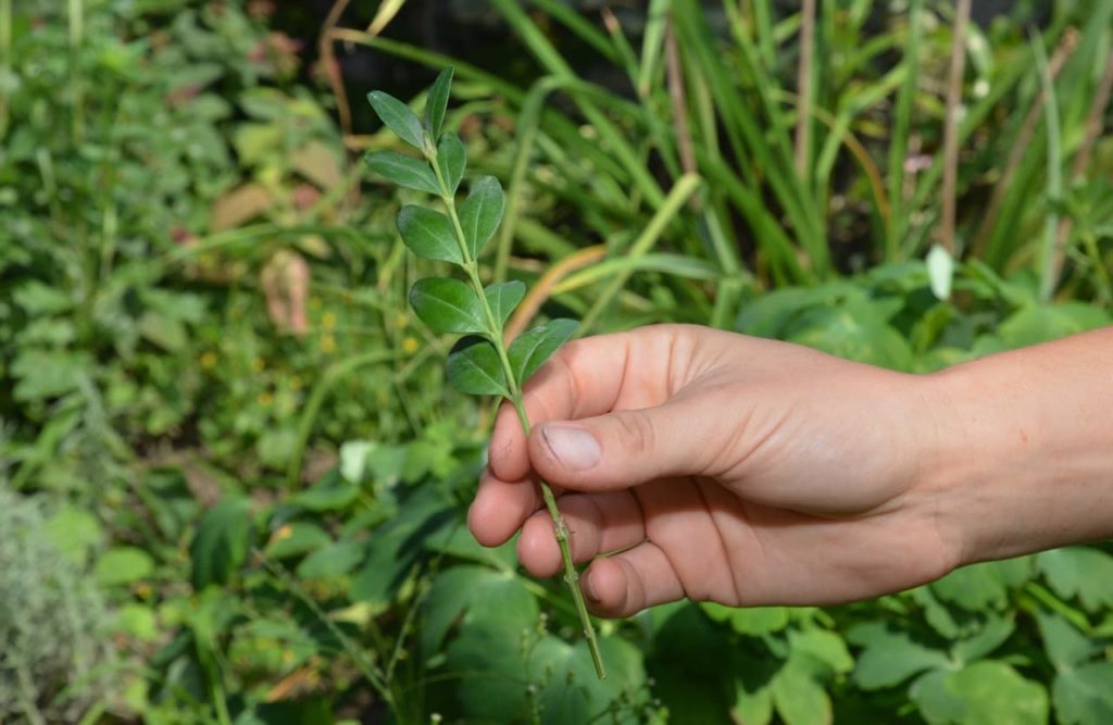 gardener holding a boxwood cutting with a few ovate leaves