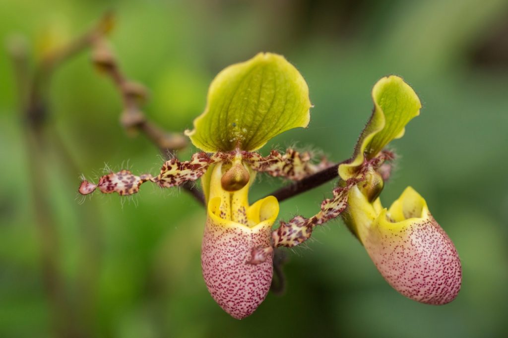the red spotted pouch of a venus slipper orchid &lsquo;Pinocchio&rsquo; with green sepals