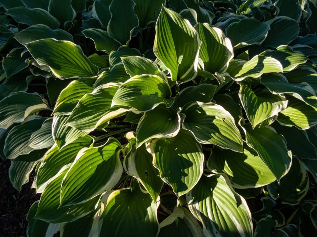 streaky leaves from a plantain lily &lsquo;regal splendor&rsquo; that are edged with white