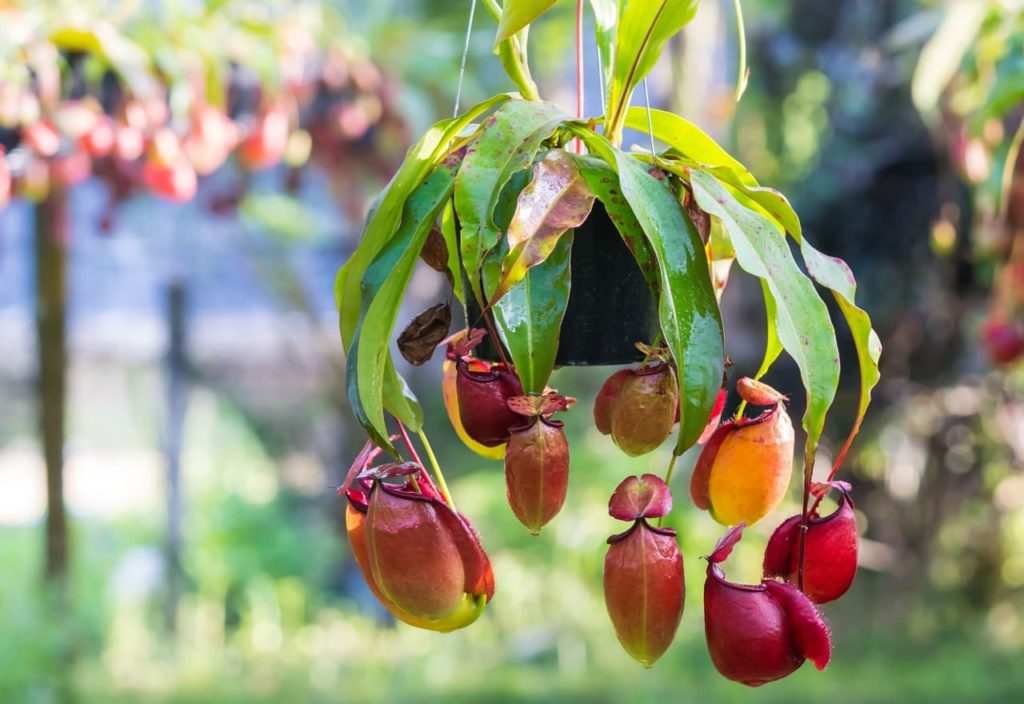 nepenthes plant growing in a hanging basket with its red and orange traps cascading over the pot’s edge