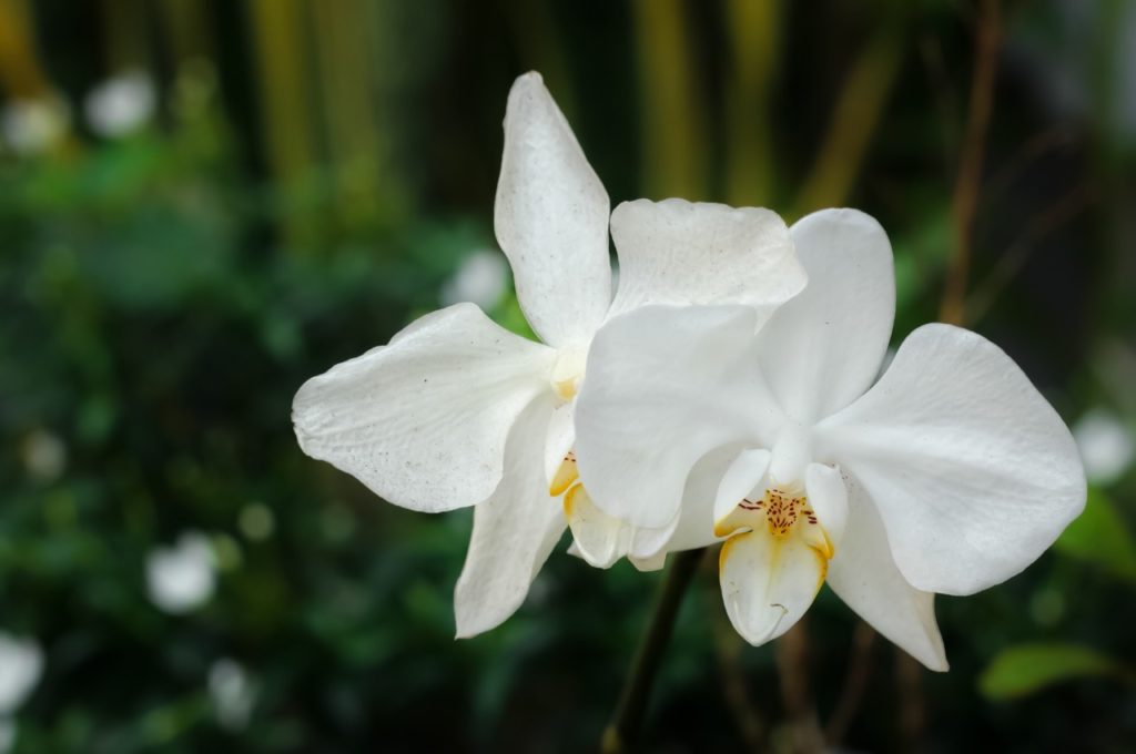 white Phalaenopsis amabilis with yellow markings and red dots on their inner sepals