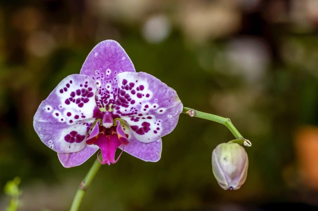 purple flowering P. &lsquo;Picasso&rsquo; orchid growing from a green stem