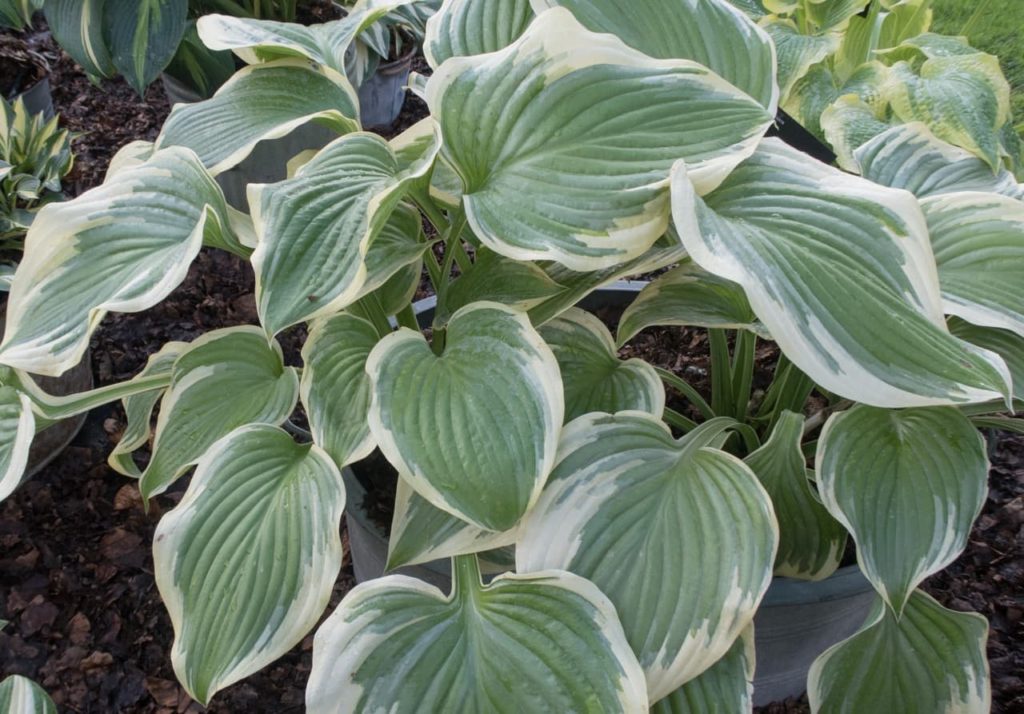 light green leaves that have white edges from a H. &lsquo;Victory&rsquo; plant