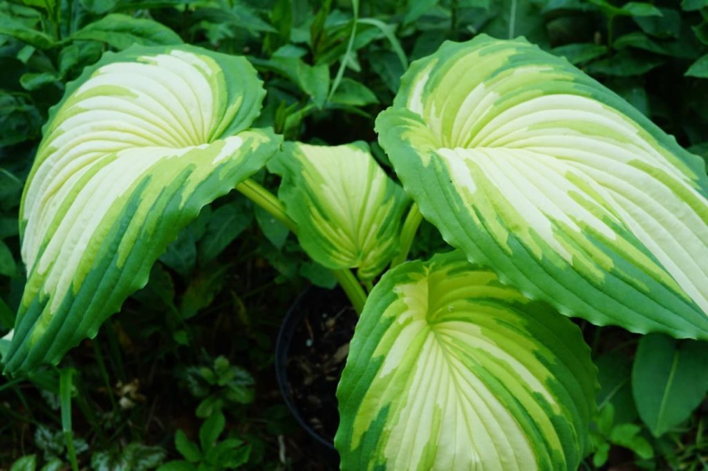 bright cream, white and green colours on the leaves of a hosta &lsquo;war paint&rsquo; variety