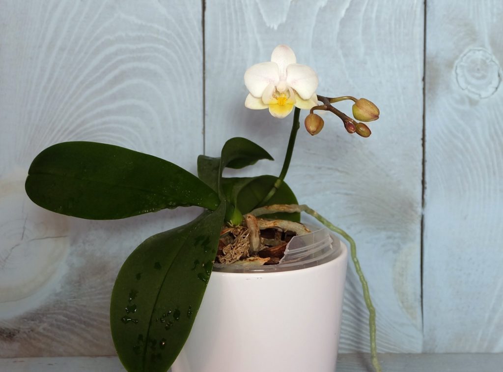 the dark green big leaves from a moth orchid &lsquo;white apple&rsquo; growing over the edges of a pot with a single white flower
