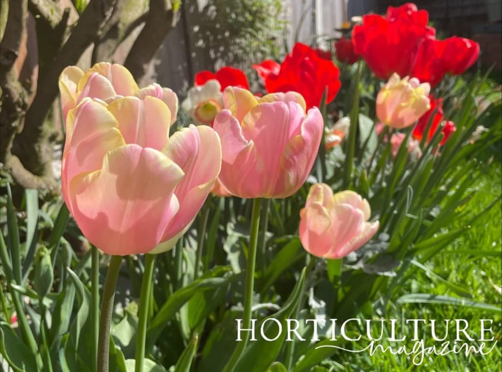 pink and red tulips growing atop tall upright stems in a garden border