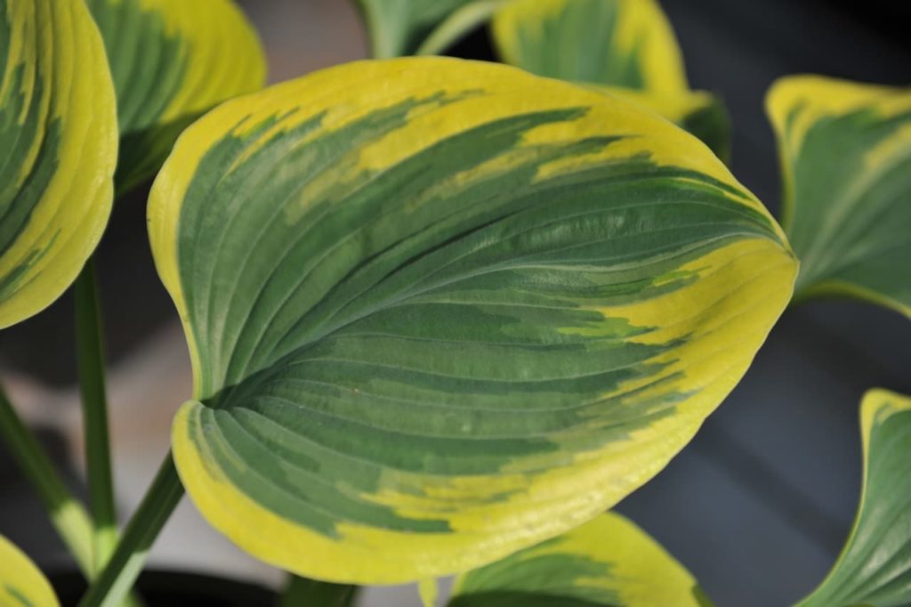 hosta &lsquo;liberty&rsquo; with green markings at the centre and yellow edging