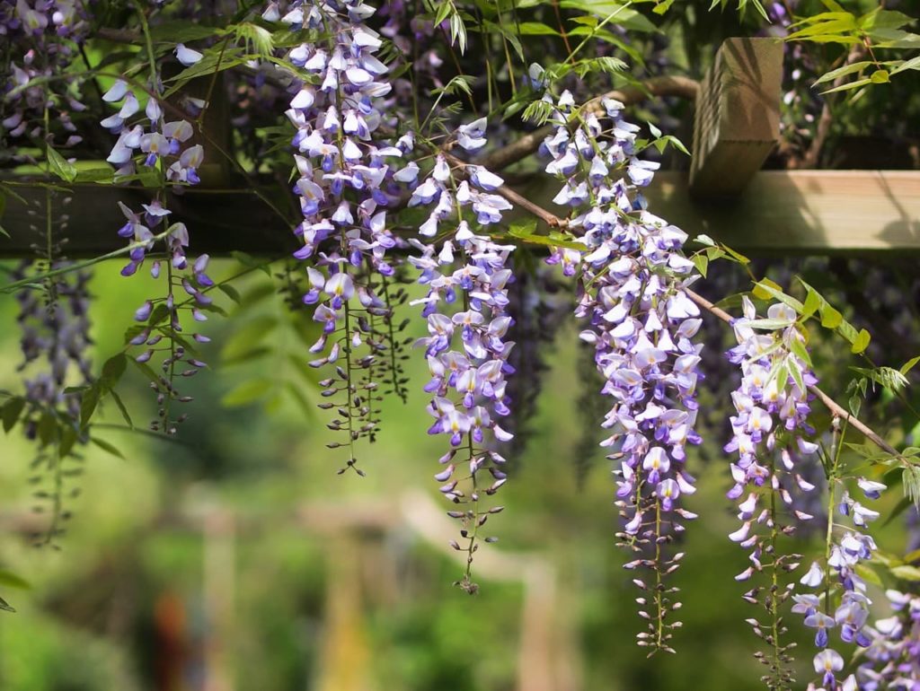 wisteria flowers growing down of the edges of a wooden trellis