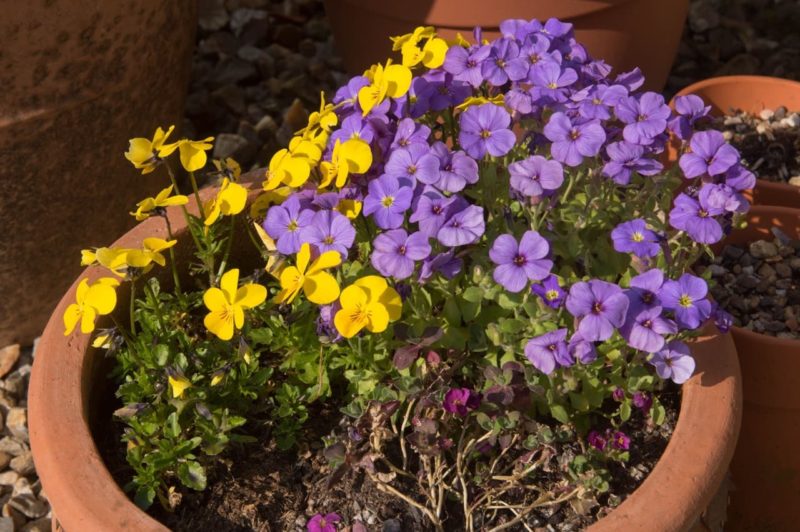 Sweet Violets And Alpine Heath These 17 Plants Are Perfect For Winter Hanging Baskets