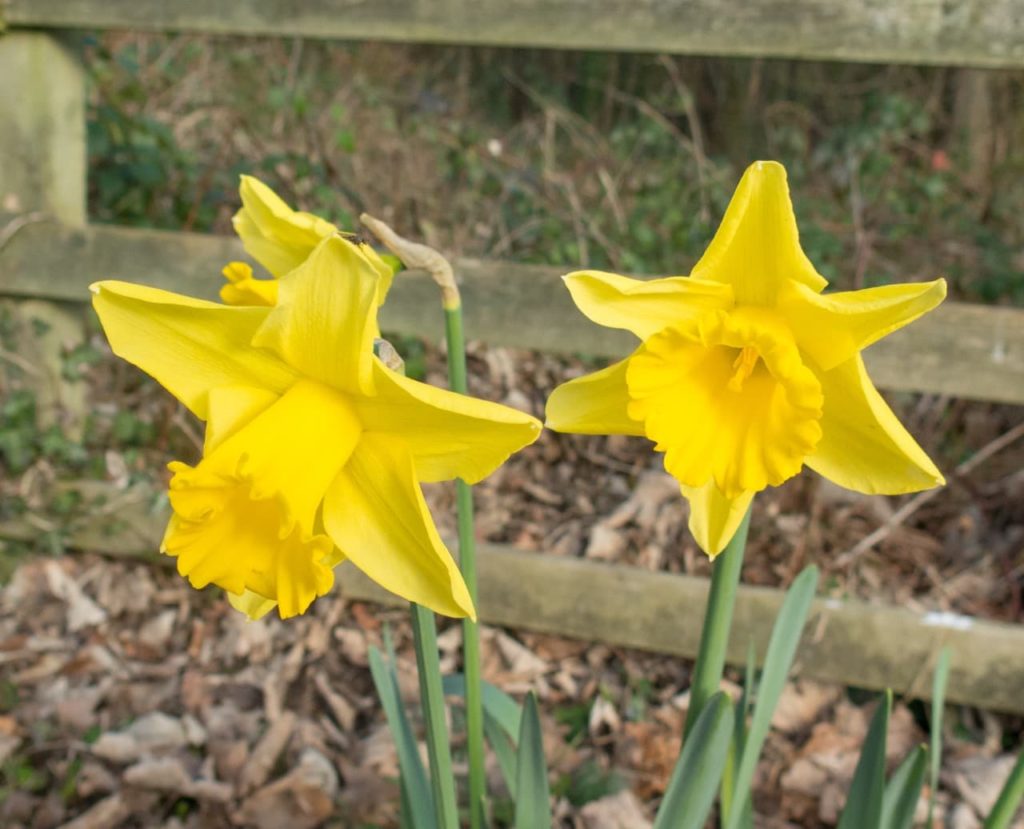 daffodil ‘King Alfred’ flowers with trumpet-shaped yellow blooms atop green stems