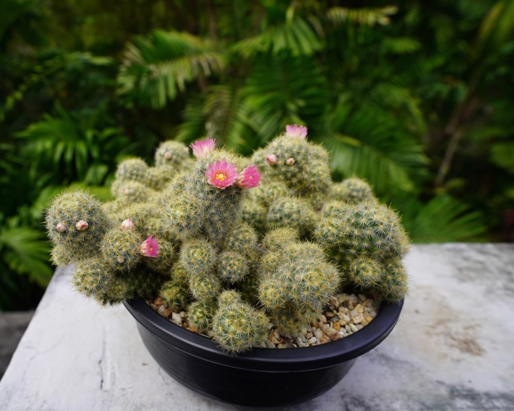 Mammillaria prolifera cactus with pink flowers growing in a black pot on an outdoor marble surface