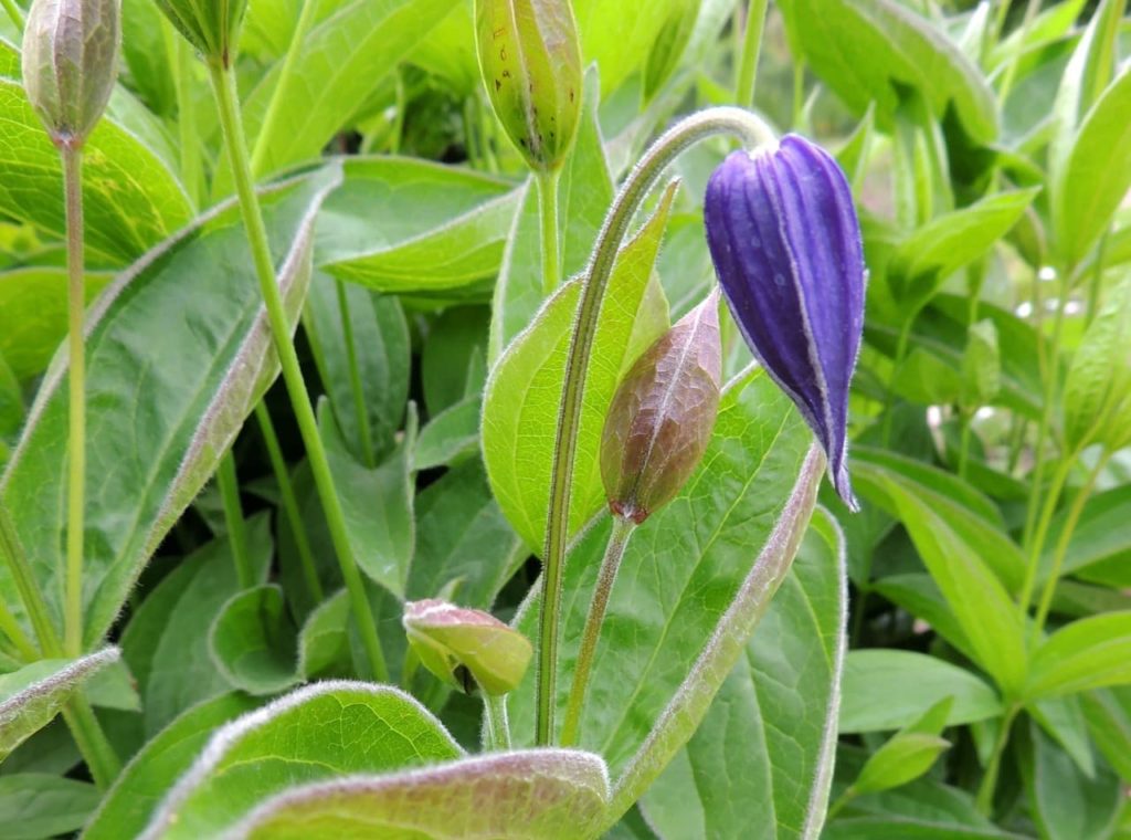 drooping stem of a clematis with a purple flower bud wilting