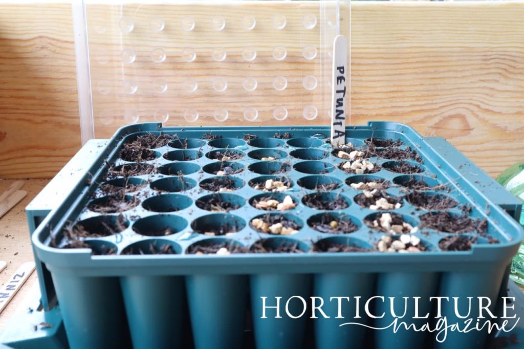 a seed tray with modules labelled ‘Petunia’