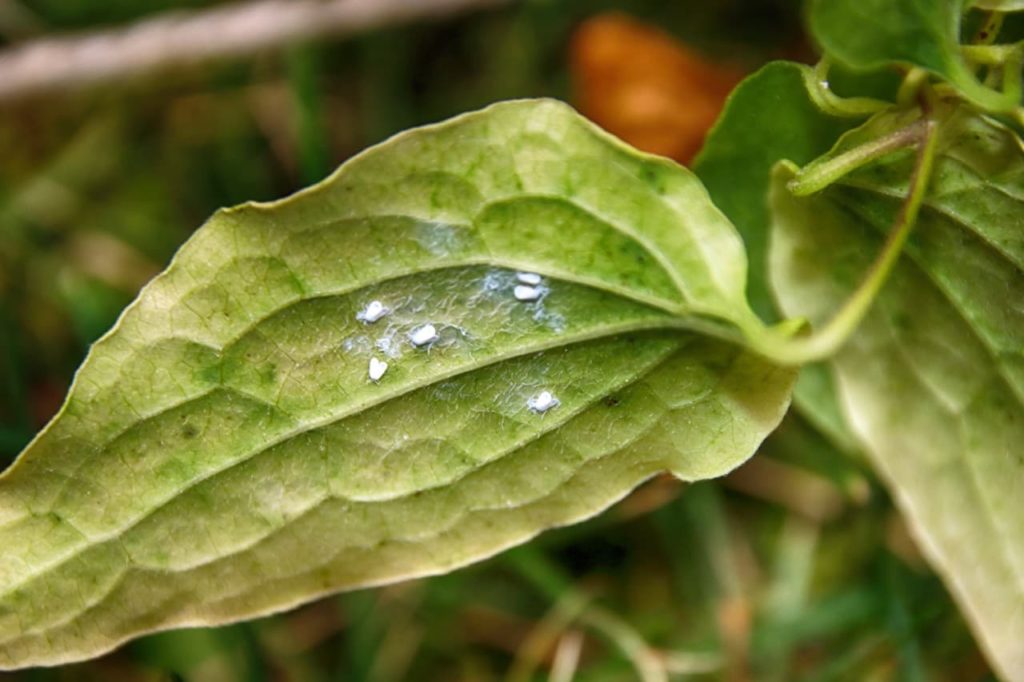 whiteflies on the underside of a Clematis x jackmanii leaf