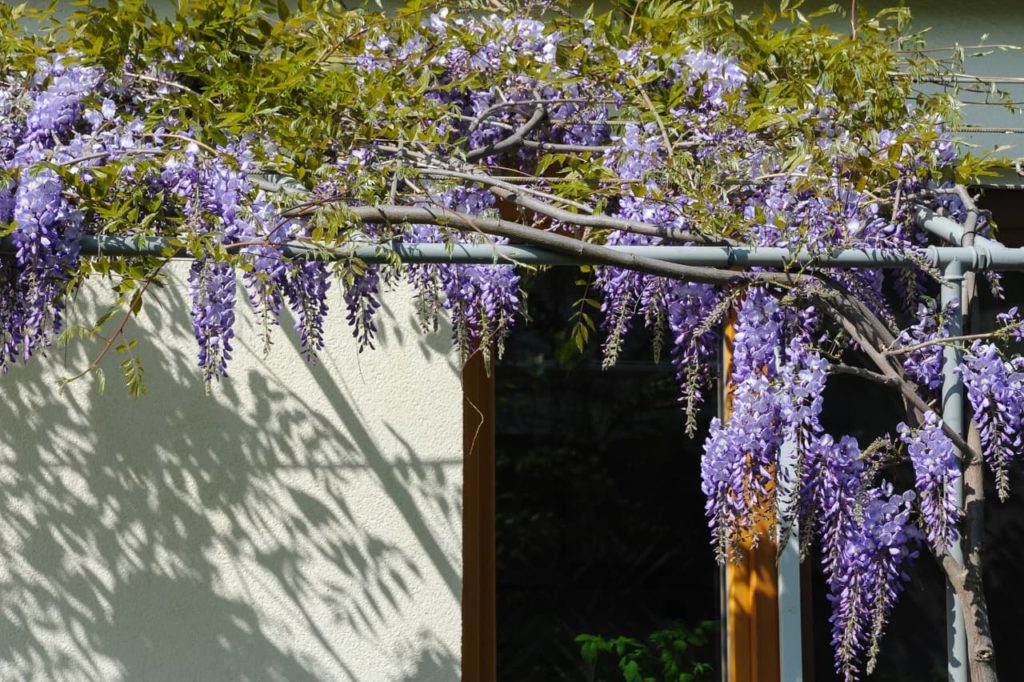 Wisteria sinensis plant growing along a metal frame in front of a white wall