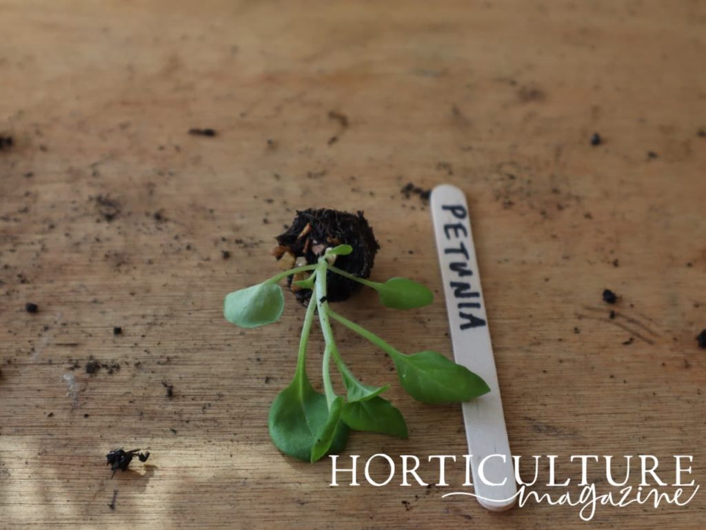 a petunia plug plant removed from a seed tray with its lollypop stick label