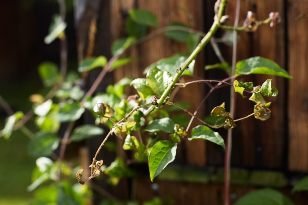 clematis plant with aphids crawling on the thick green stem with leaves that are dying and turning yellow