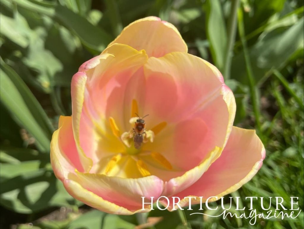 birds eye view of a pink and yellow tulip flower head with a bee resting on the stamen