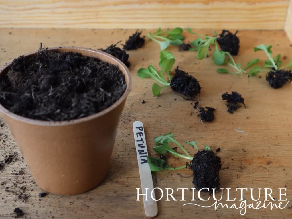 many petunia seedlings sat on a potting bench with a pot full of compost