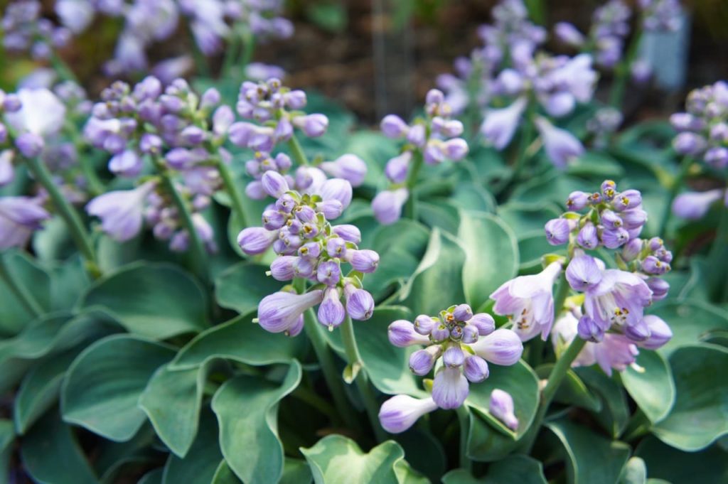 the miniature H. &lsquo;Blue Mouse Ears&rsquo; with purple bell-shaped flowers and curled dark green leaves