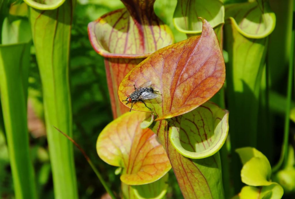 a fly resting on the heart-shaped leaf of a trumpet pitcher plant