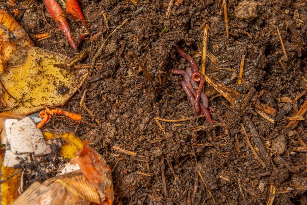 worms in a compost heap that also has straw and food waste breaking down