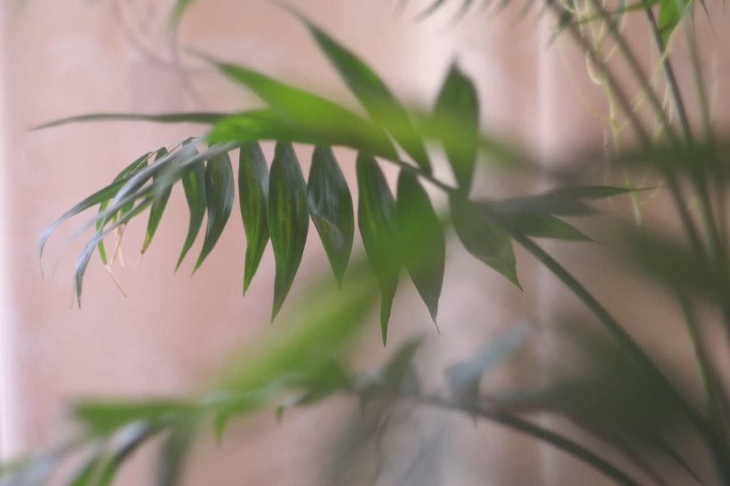 Howea forsteriana palm with ovate leaves growing indoors