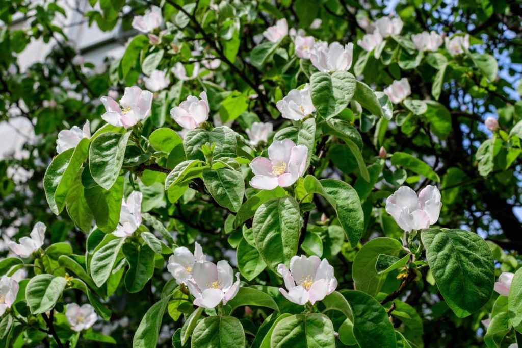 pale pink cup-shaped flowers growing on a quince tree
