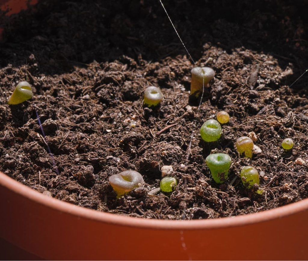 a container full of germinating lithops that are yellow, green and orange in colour