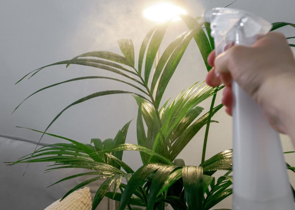 a spray bottle being used to mist the leaves of a Howea forsteriana plant