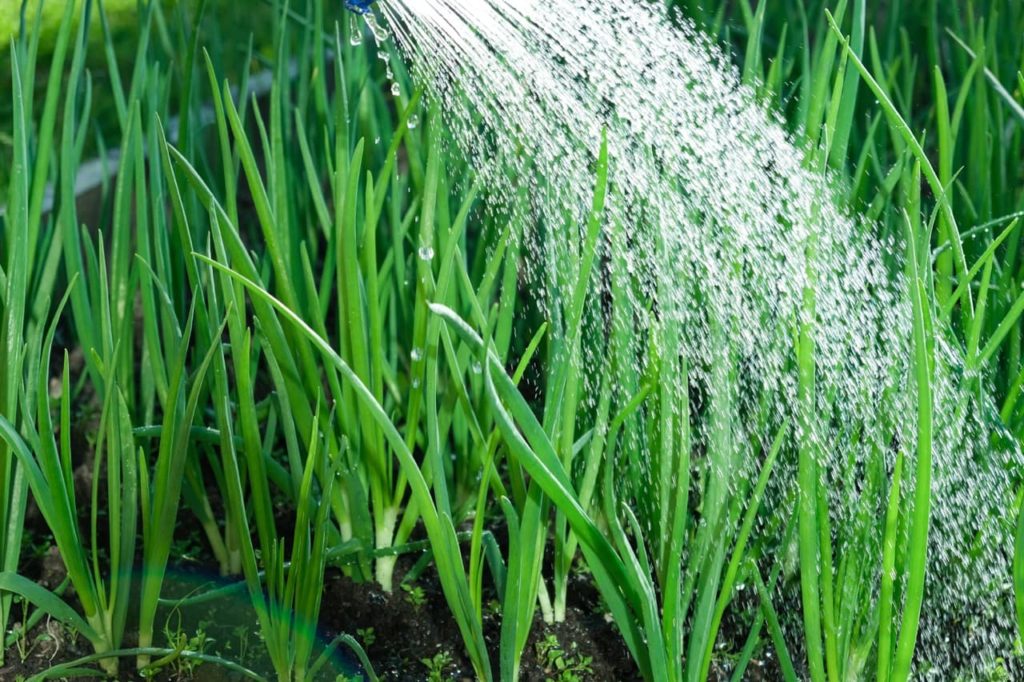 onions with upright green shoots being watered