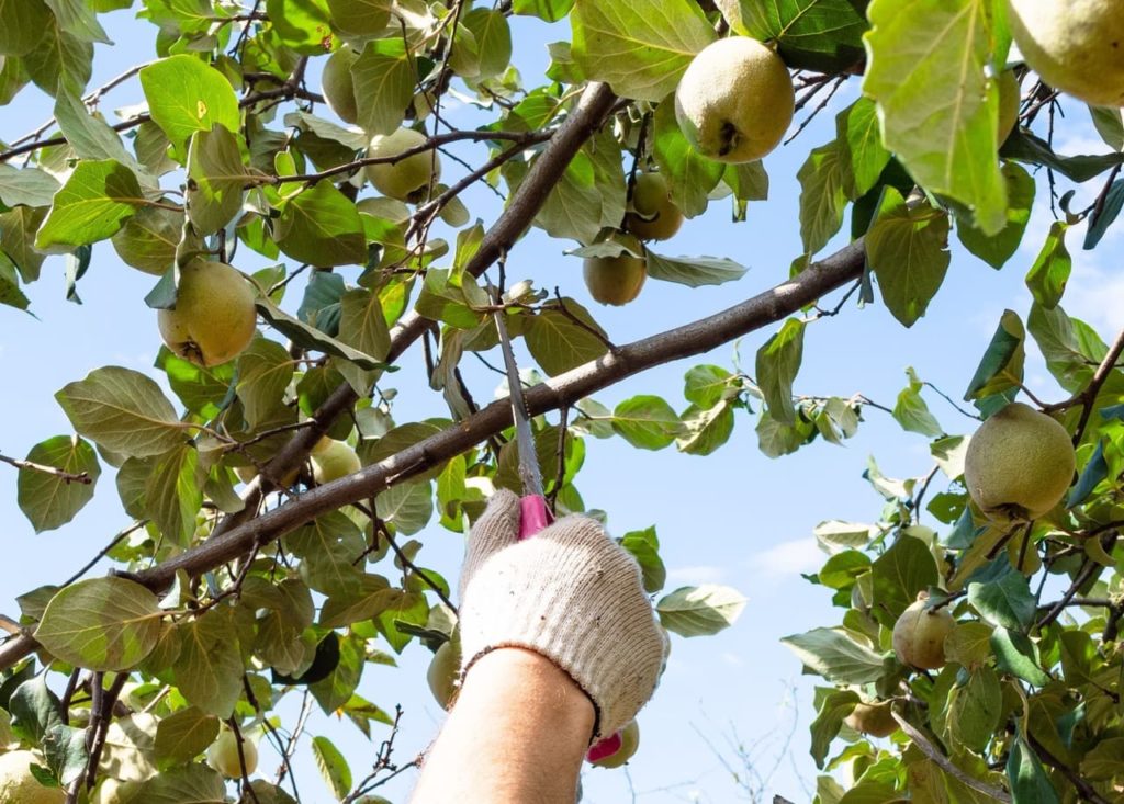 When And How To Prune Quince Trees Horticulture.co.uk